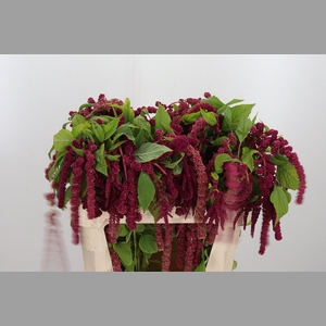 Amaranthus Caudatus Rosary