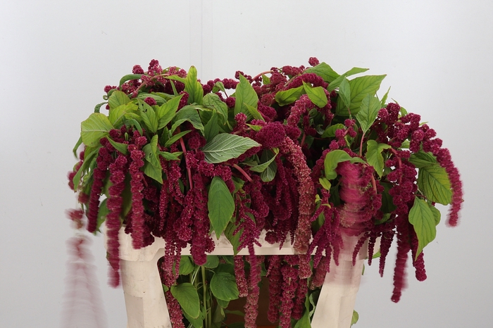 <h4>Amaranthus Caudatus Rosary</h4>