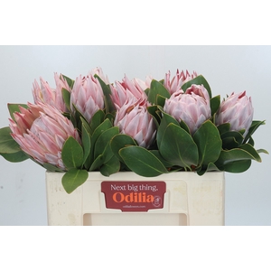 Protea Cynaroides