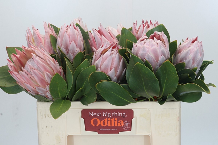<h4>Protea Cynaroides</h4>
