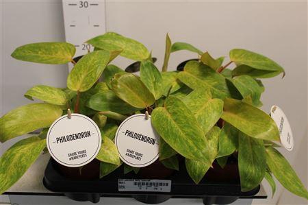 <h4>Philo Painted Lady</h4>