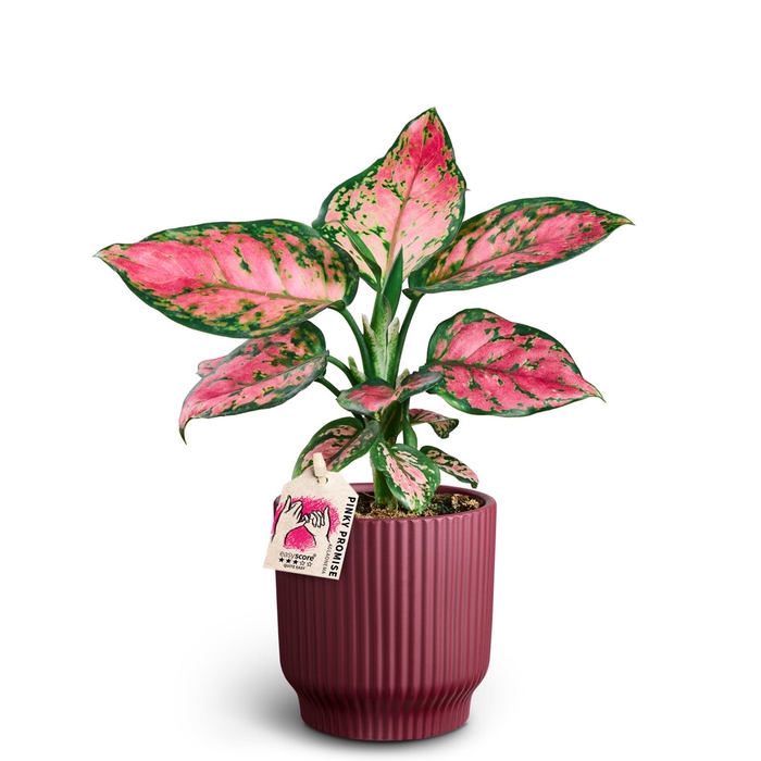 <h4>AGLAONEMA COMMUTATUM P10</h4>