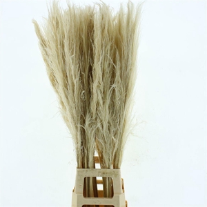CORTADERIA OV