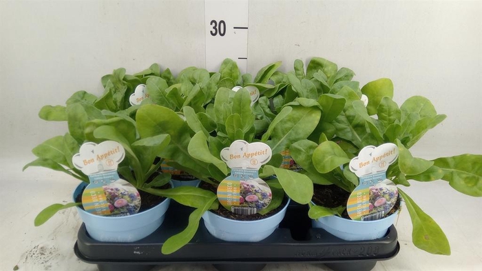 <h4>Calendula offic.</h4>