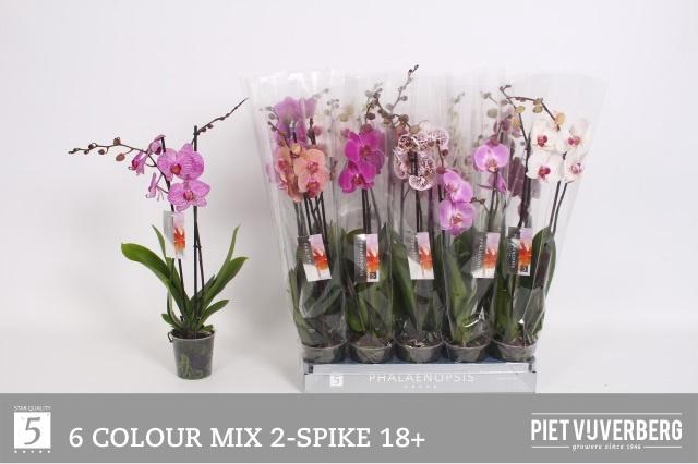 <h4>PHAL GEM 8 KL</h4>