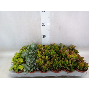 Crassula   ...mix