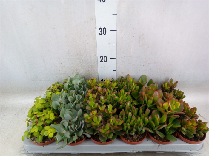 <h4>Crassula   ...mix</h4>