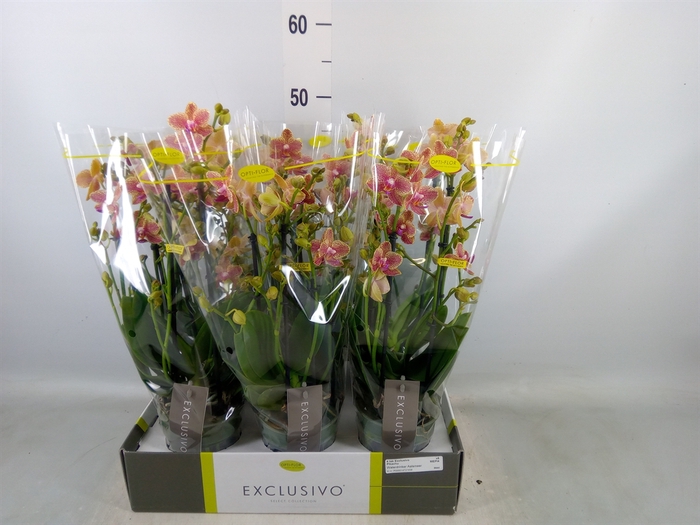 <h4>Phalaenopsis multi.   ...yellow</h4>