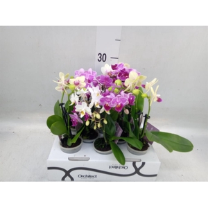 Phalaenopsis   ...mini