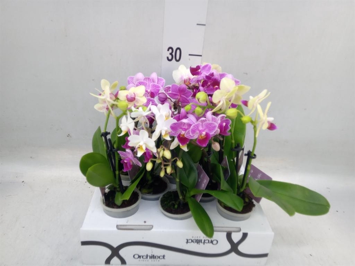 <h4>Phalaenopsis   ...mini</h4>