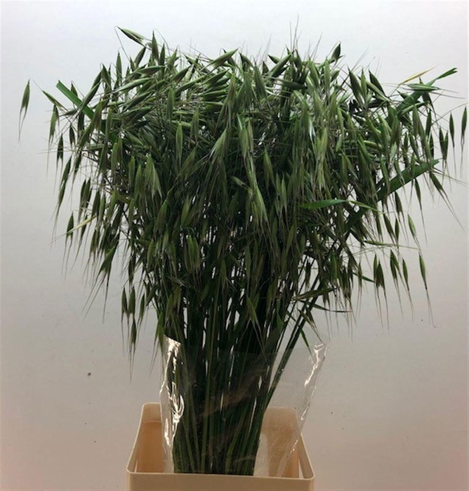 <h4>AVENA STERILIS</h4>