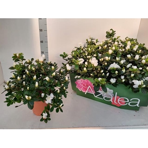 Rhododendron simsii Witte Vogel 16Ø 30cm 37Ø