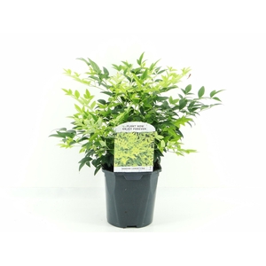 Nandina dom. Lemon Lime