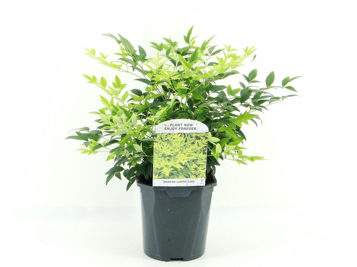 <h4>Nandina dom. Lemon Lime</h4>