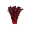 Feather Peacock Naturel Red L90-100