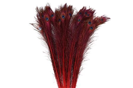 <h4>Feather Peacock L90-100 Naturel Red</h4>