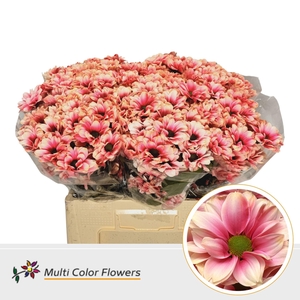 Chr. Tr 'Kennedy' DYED Explosion