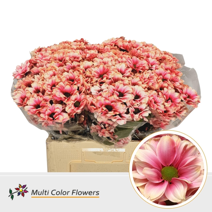 <h4>Chrysanthemum TR   ...colored H%</h4>
