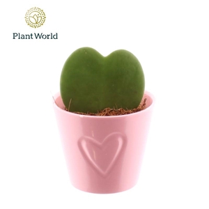 Hoya Kerrii keramiek