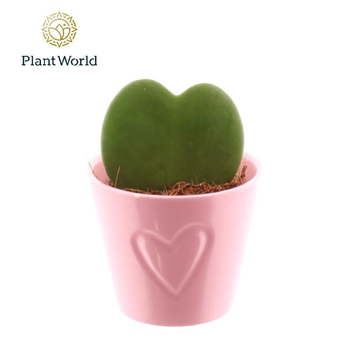 <h4>Hoya Kerrii keramiek</h4>