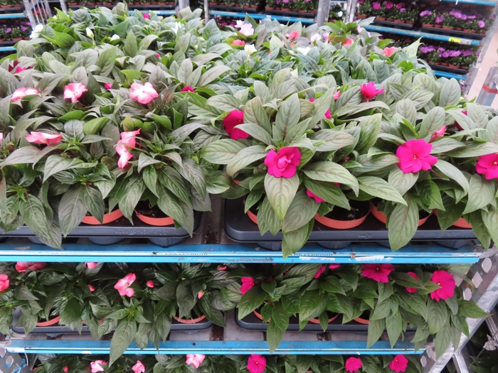 <h4>IMPAT NG MIXK 4 KL</h4>