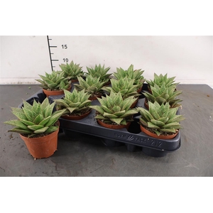 Gasteria 8,5 Cm. P. Tiga