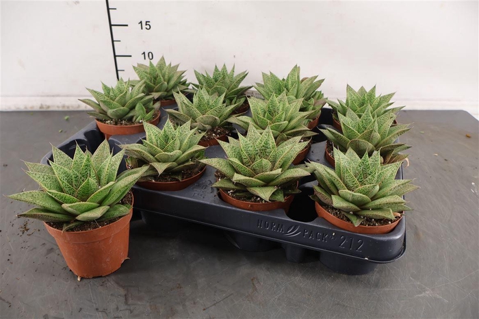 <h4>Gasteria 8,5 Cm. P. Tiga</h4>