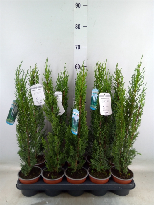 <h4>Cupressus sempervirens 'Totem'</h4>