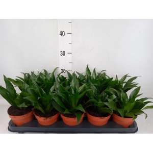 Dracaena frag. 'Compacta'