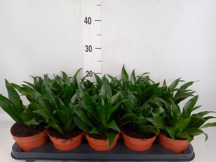 <h4>Dracaena frag. 'Compacta'</h4>