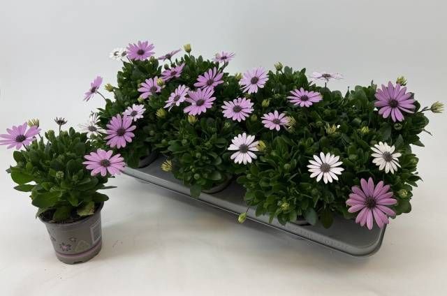 <h4>OSTEO MA LILAC</h4>