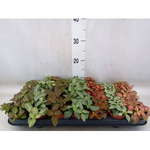 Fittonia   ...mix 7