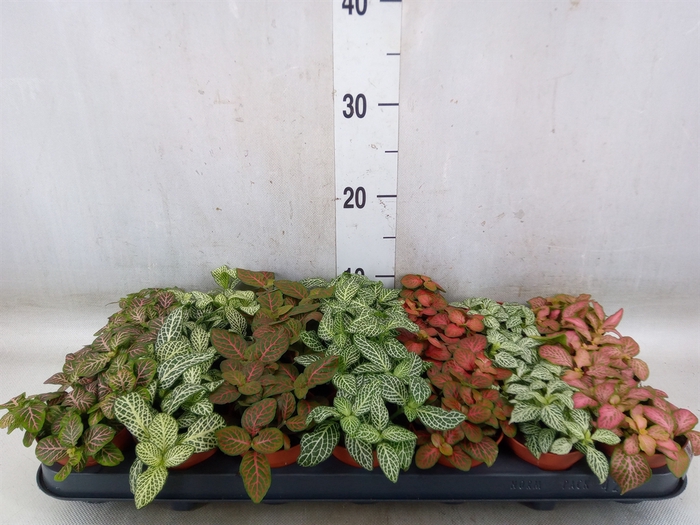 <h4>Fittonia   ...mix 7</h4>