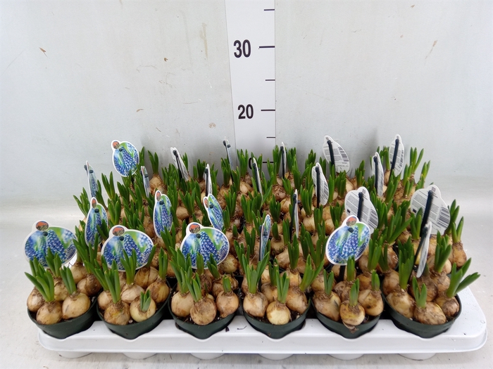 <h4>Muscari  'Big Smile'</h4>