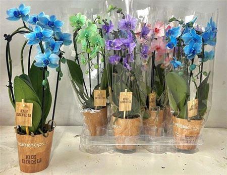 <h4>Phal ** Paint ** Mix Cascade 2 Branches 24+</h4>