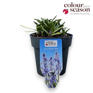 Hyacinthoides P15 Blue
