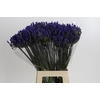 Agapanthus EYFORI Blue