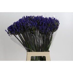 Agapanthus EYFORI Blue