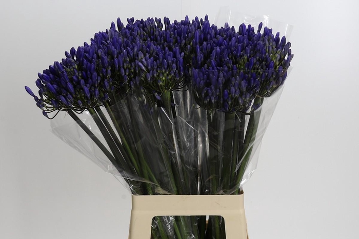 <h4>Agapanthus EYFORI Blue</h4>