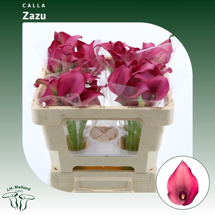 <h4>Calla Zazu</h4>