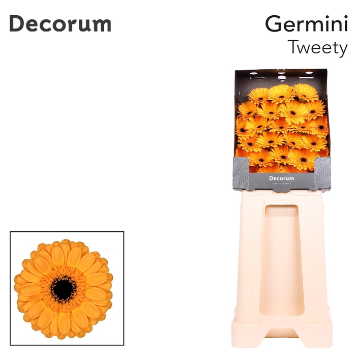 <h4>Germini Tweety Diamond</h4>
