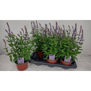SALVIA NEMOROSA