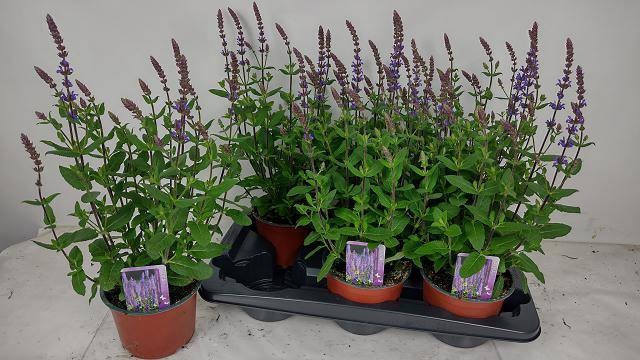 <h4>SALVIA NEMOROSA</h4>