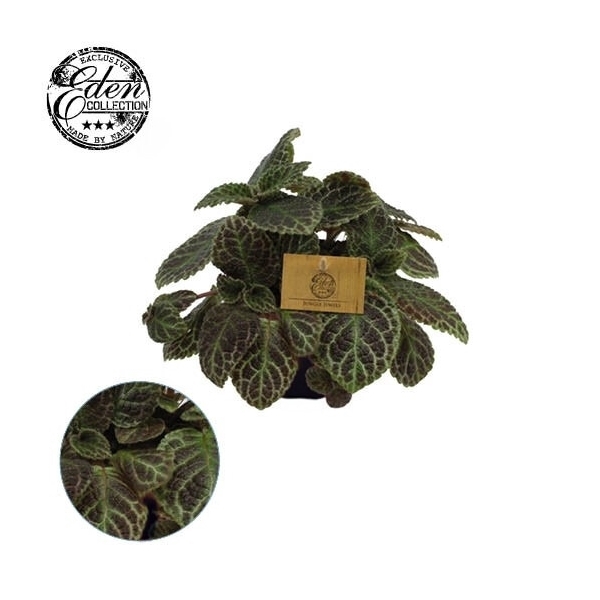 <h4>Episcia Cupreata 12cm</h4>