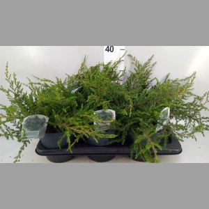 Juniperus communis 'Repanda'