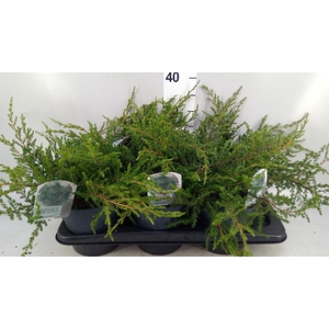 Juniperus communis 'Repanda'