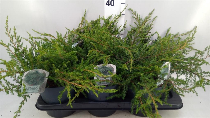 <h4>Juniperus communis 'Repanda'</h4>