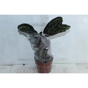 CALATHEA MEDALLION P17