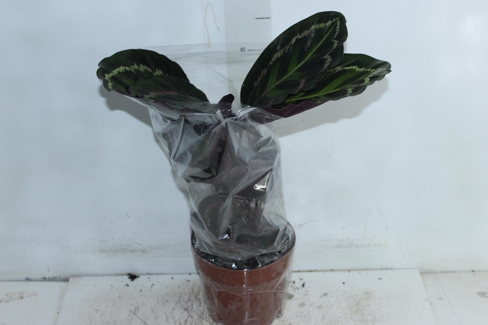 <h4>CALATHEA MEDALLION P17</h4>