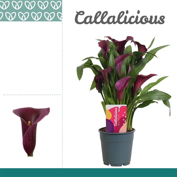 <h4>Zantedeschia Paars</h4>